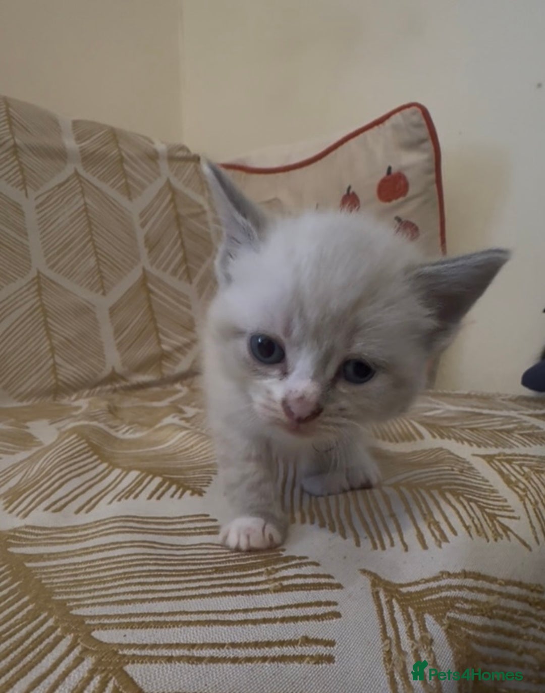 British Shorthair cats for sale: BSH mixed Russian Blue - Image 24