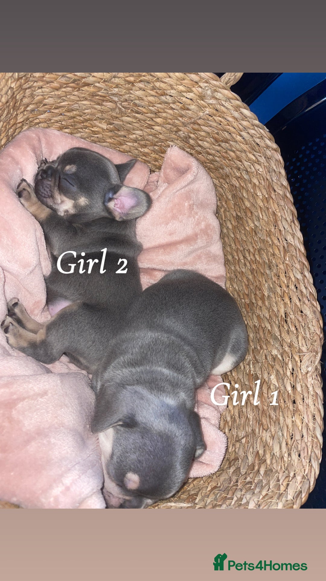 French Bulldog dogs for sale: 2 gorgeous lilac and tan french bulldogs  - Advert 5