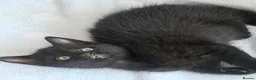 Mixed Breed cats for sale: 4 kittens for sale - see description for prices  - Advert 10