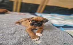 Boxer dogs for sale: Gorgeous Litter of 9 KC Registered Boxer Puppies - Image 13