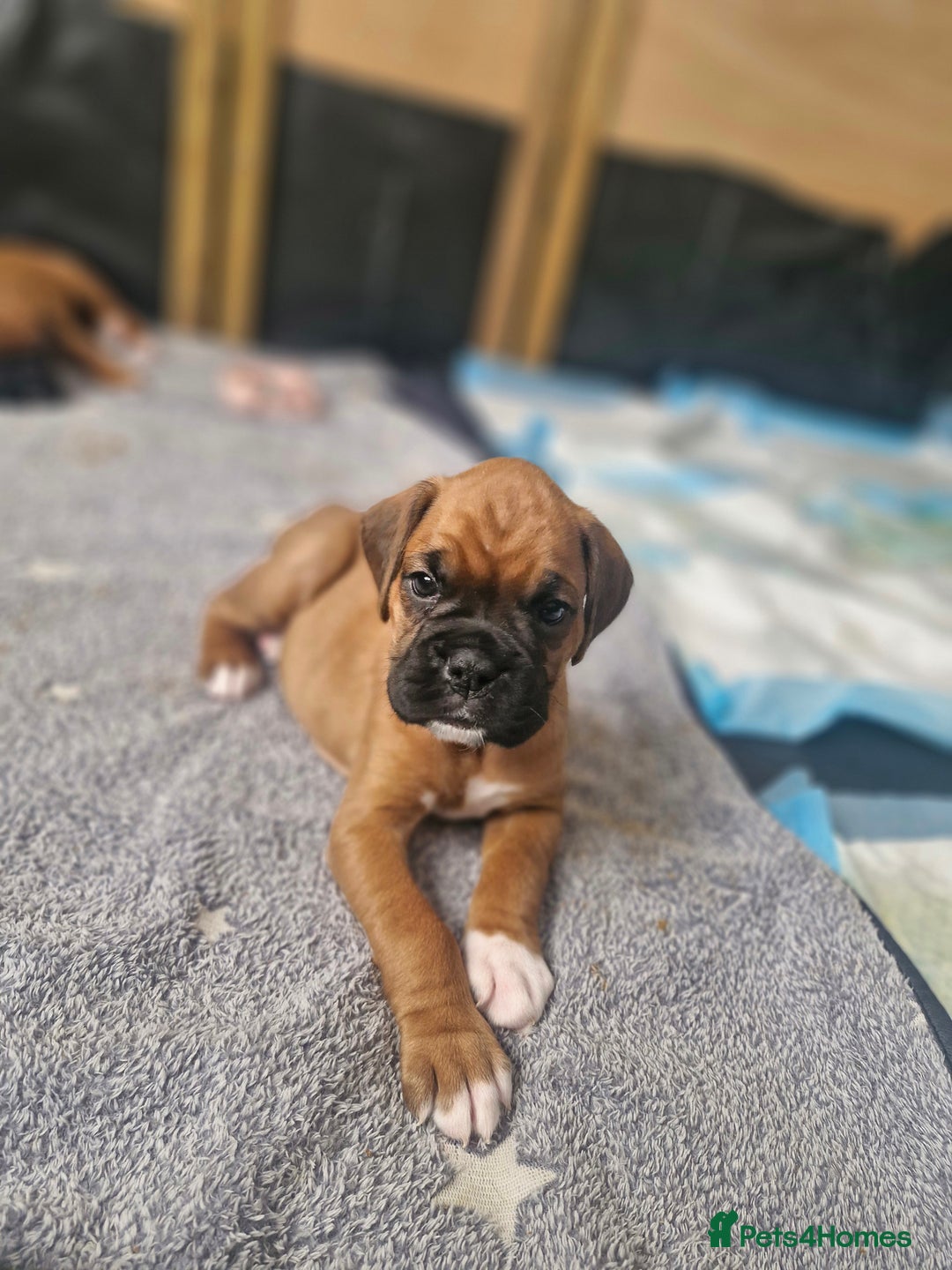 Boxer dogs for sale: Gorgeous Litter of 9 KC Registered Boxer Puppies - Image 13
