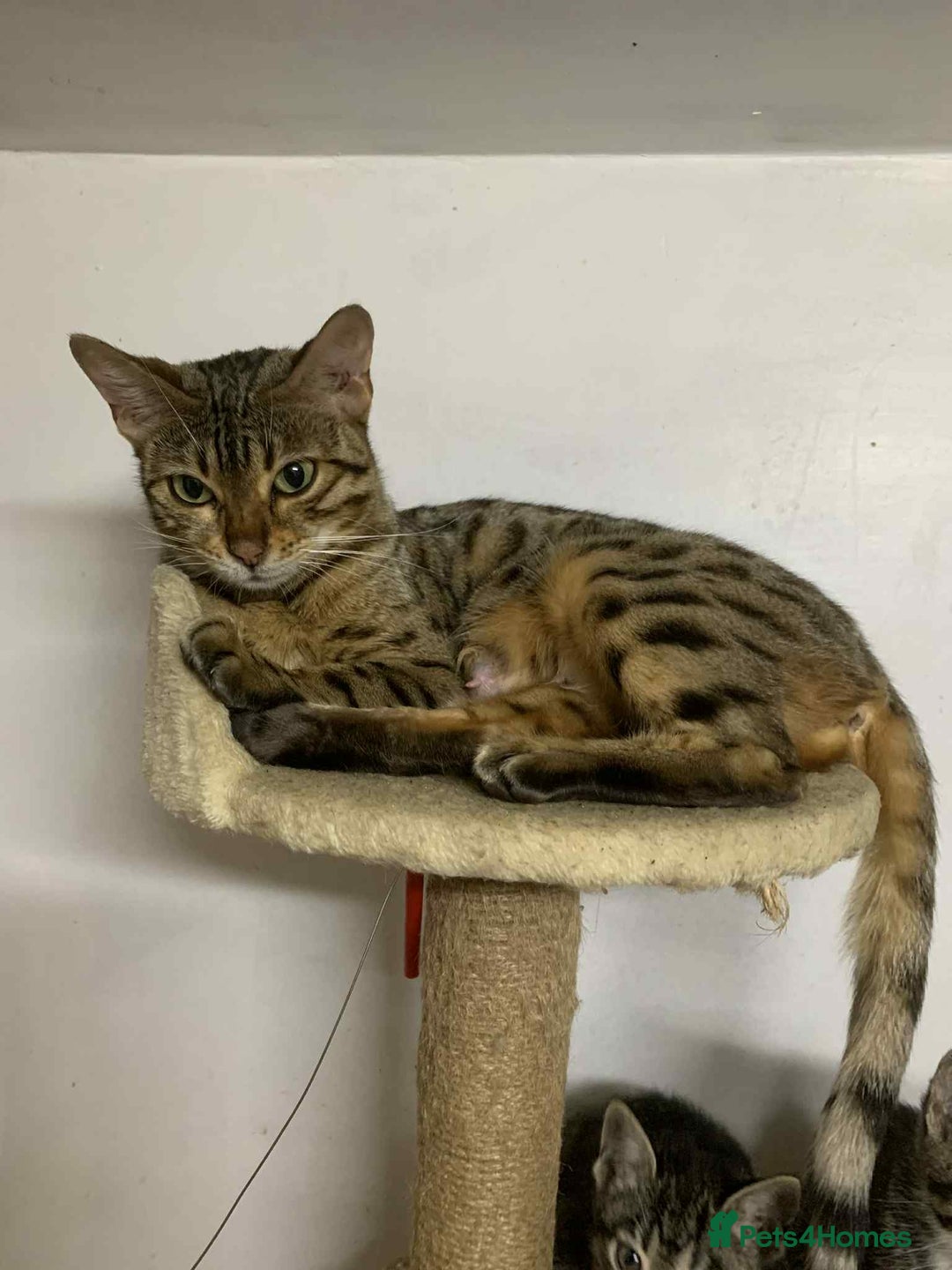 Bengal cats for sale: BEAUTIFUL HALF BENGAL KITTENS - Image 4