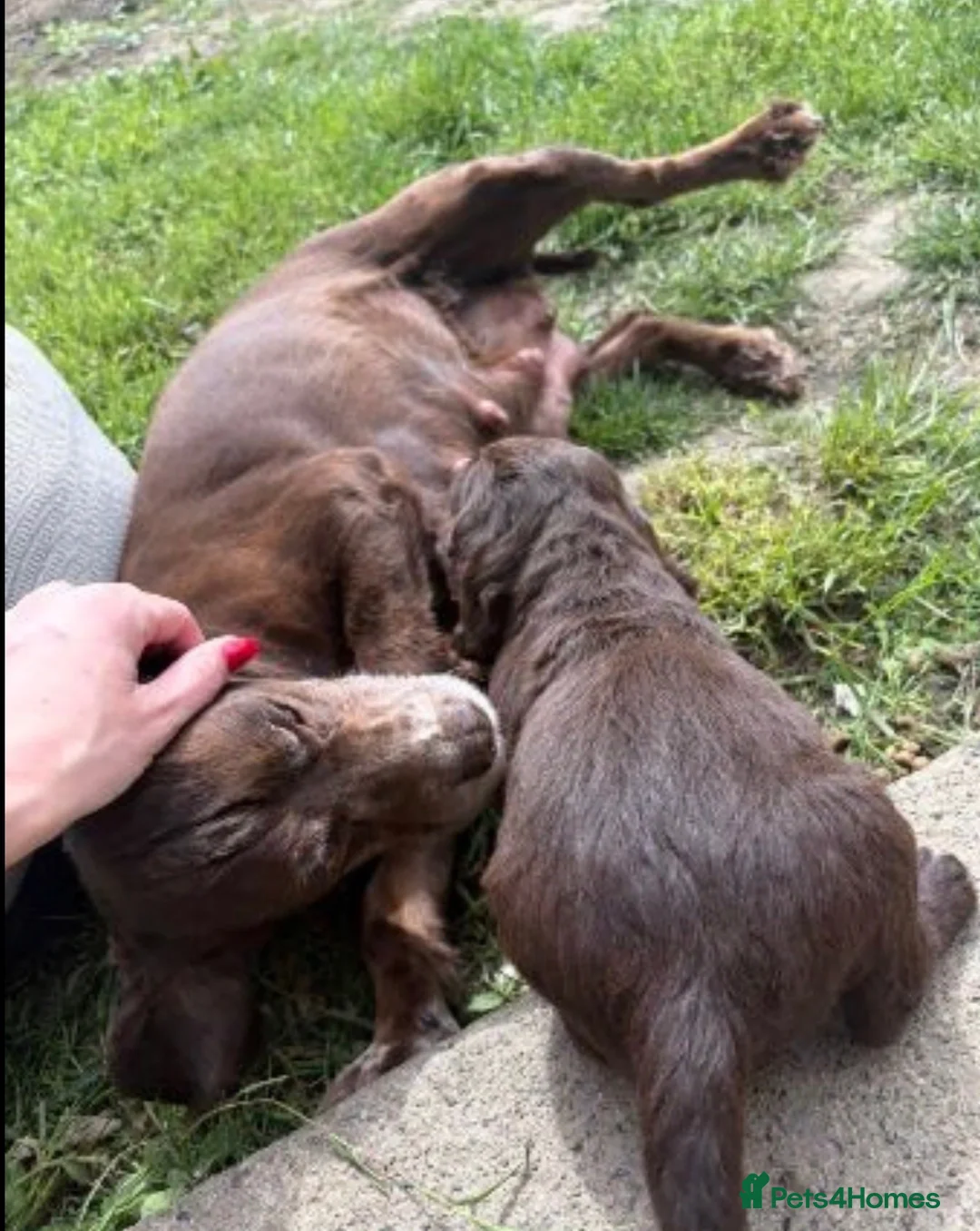 Cocker Spaniel dogs for sale: Chocolate and tan cocker spaniel 15weeks old  - Advert 5