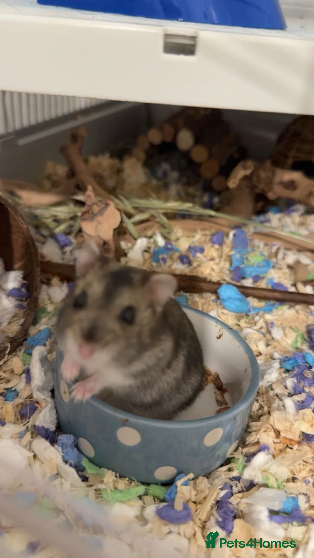 Hamster rodents for sale: Russian hamster  in Plymouth - Advert 2