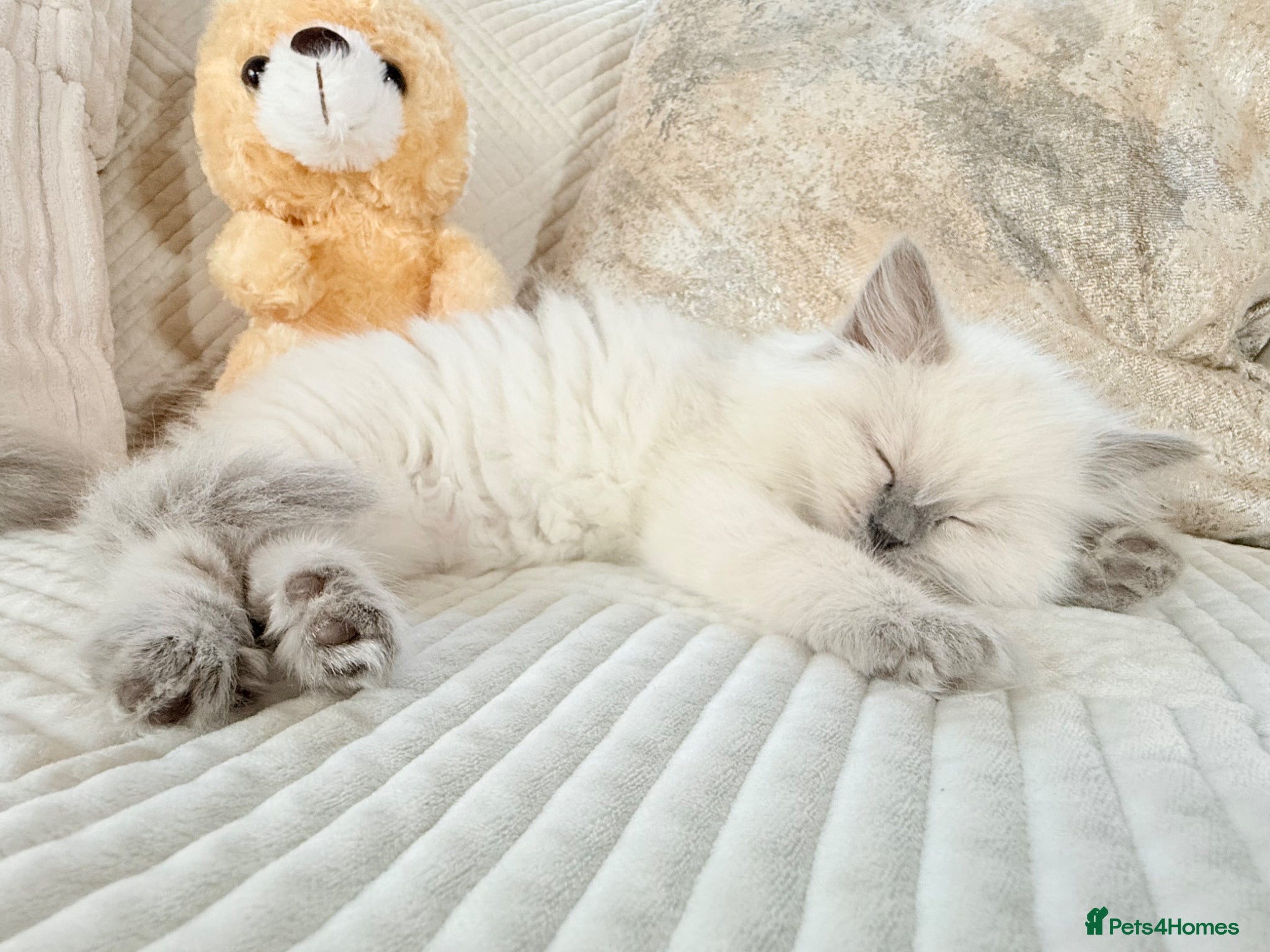 Ragdoll cats Stunning Bluepoint Ragdoll Kittens for sale - Advert 12