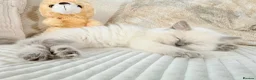 Ragdoll cats for sale: Stunning Bluepoint Ragdoll Kittens for sale - Advert 36