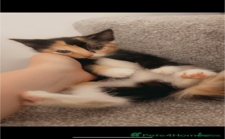 Domestic Shorthair cats - Advert 1