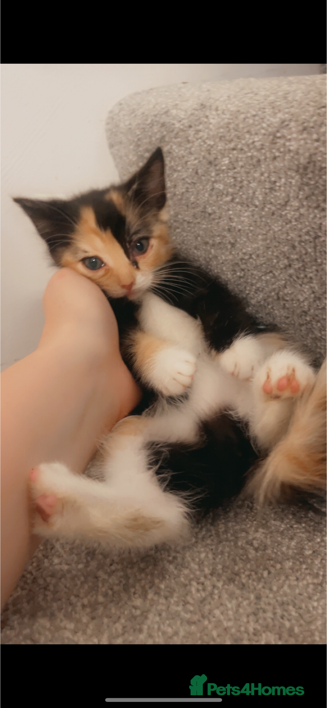 Domestic Shorthair cats for sale: 5 month old kitten - Image 1