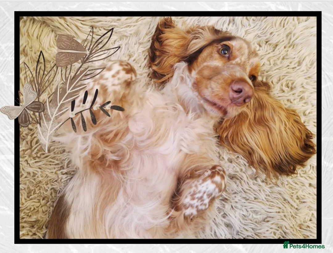 Cocker Spaniel dogs for sale: FULLY Health tested English Cocker Spaniel puppies - Advert 3