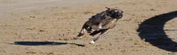 Whippet dogs for sale: Outstanding Male Whippets - Advert 18