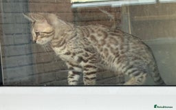 Bengal cats for sale: Champion line Bengal Snow Kittens  - Image 16