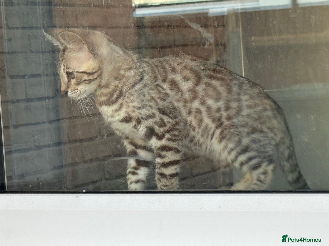 Bengal cats for sale: Champion line Bengal Snow Kittens  - Image 16