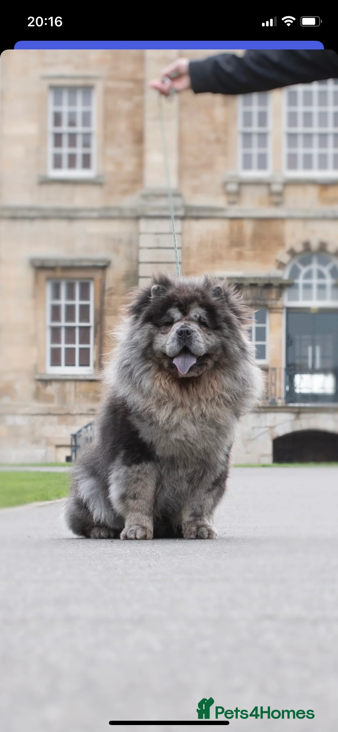 Chow Chow dogs for stud: blue Merle carry tan gene in Doncaster - Advert 2