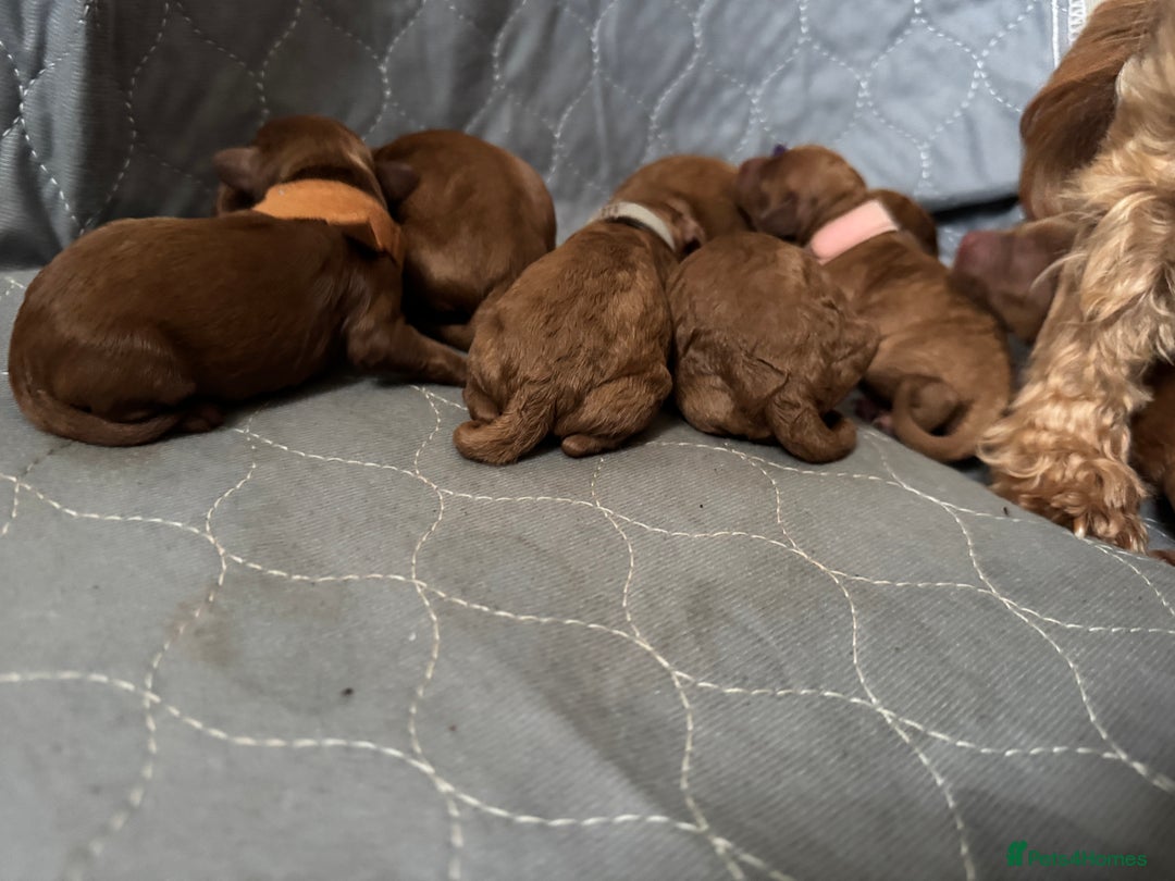 Cavapoo dogs for sale: Toy Cavapoo F1B - 4 girls & 3 boys - Advert 6