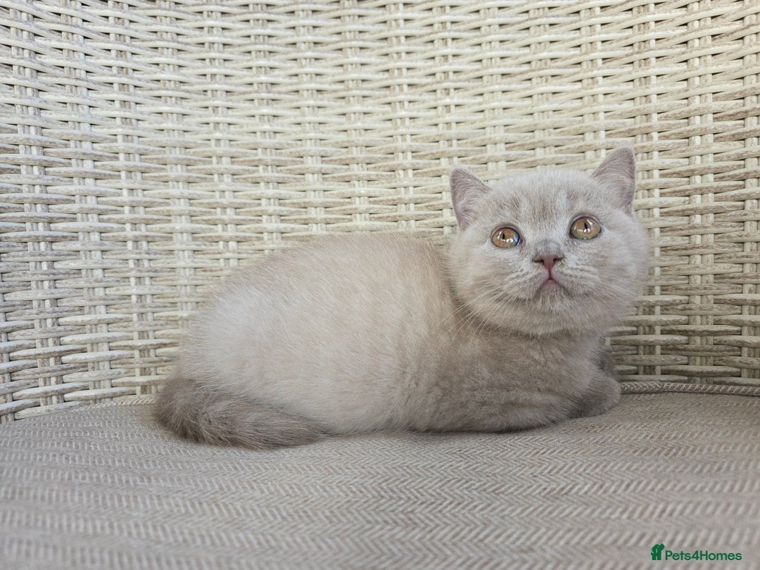 British Shorthair cats for sale: Stunning British Shorthair Kittens  - Image 6