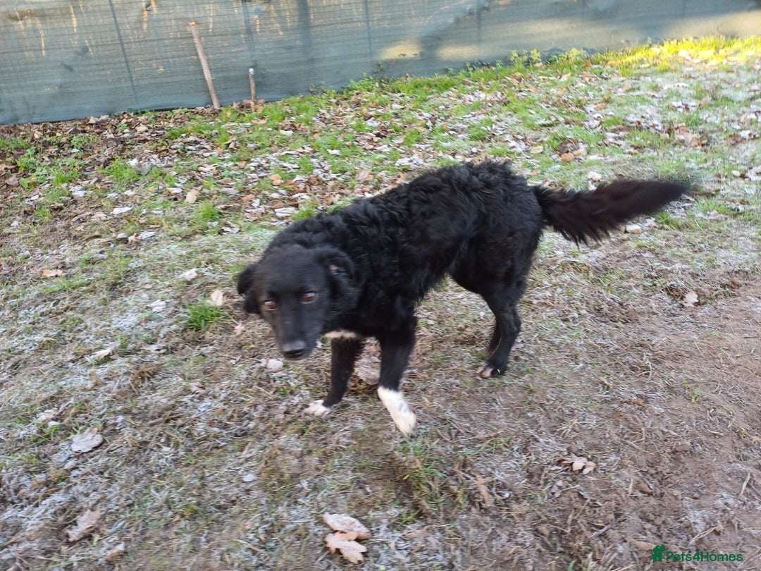 Mixed Breed dogs for adoption: Daisy, a Beautiful Soul - for a Loving Home - Advert 21