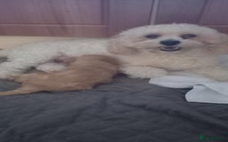 Poochon dogs for sale: Poochon Puppies - Advert 2