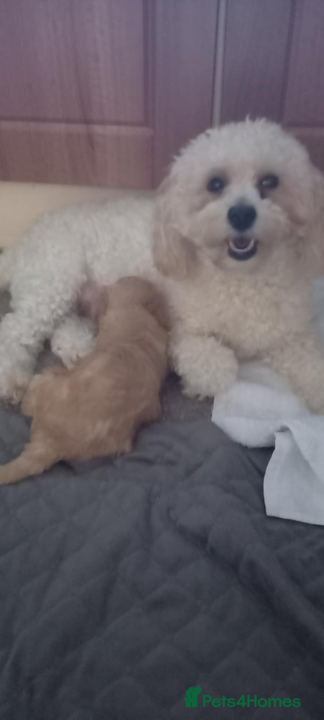 Poochon dogs for sale: Poochon Puppies - Advert 2