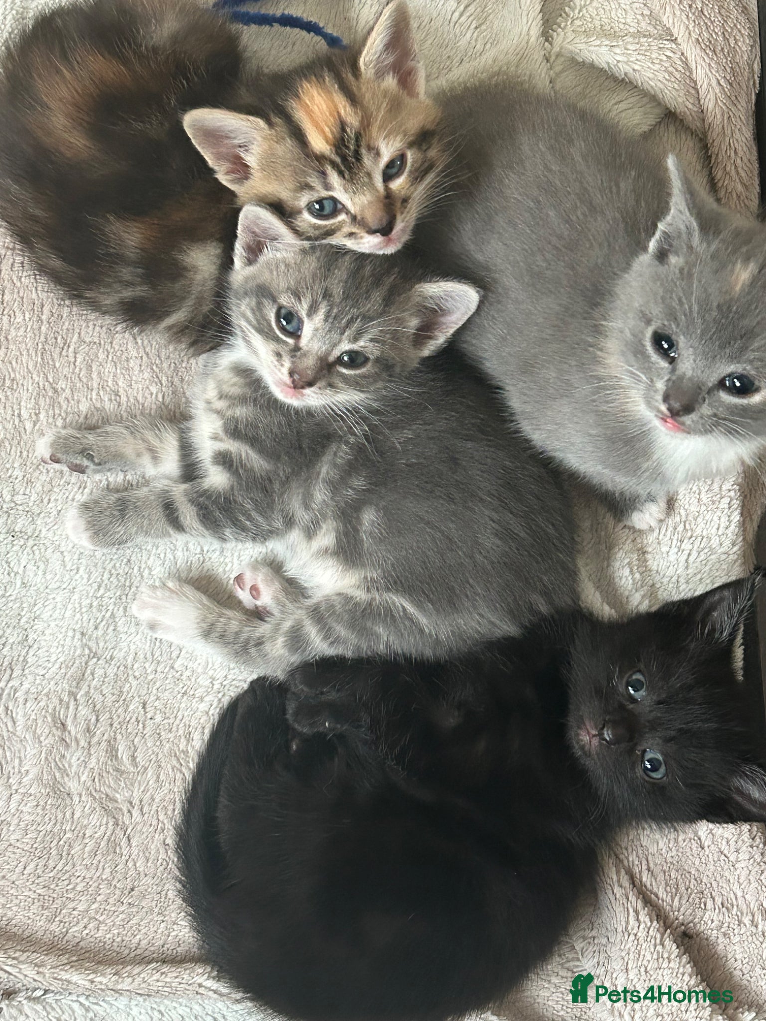 Domestic Shorthair cats 4 Beautiful Domestic Shorthair Kittens  - Advert 1