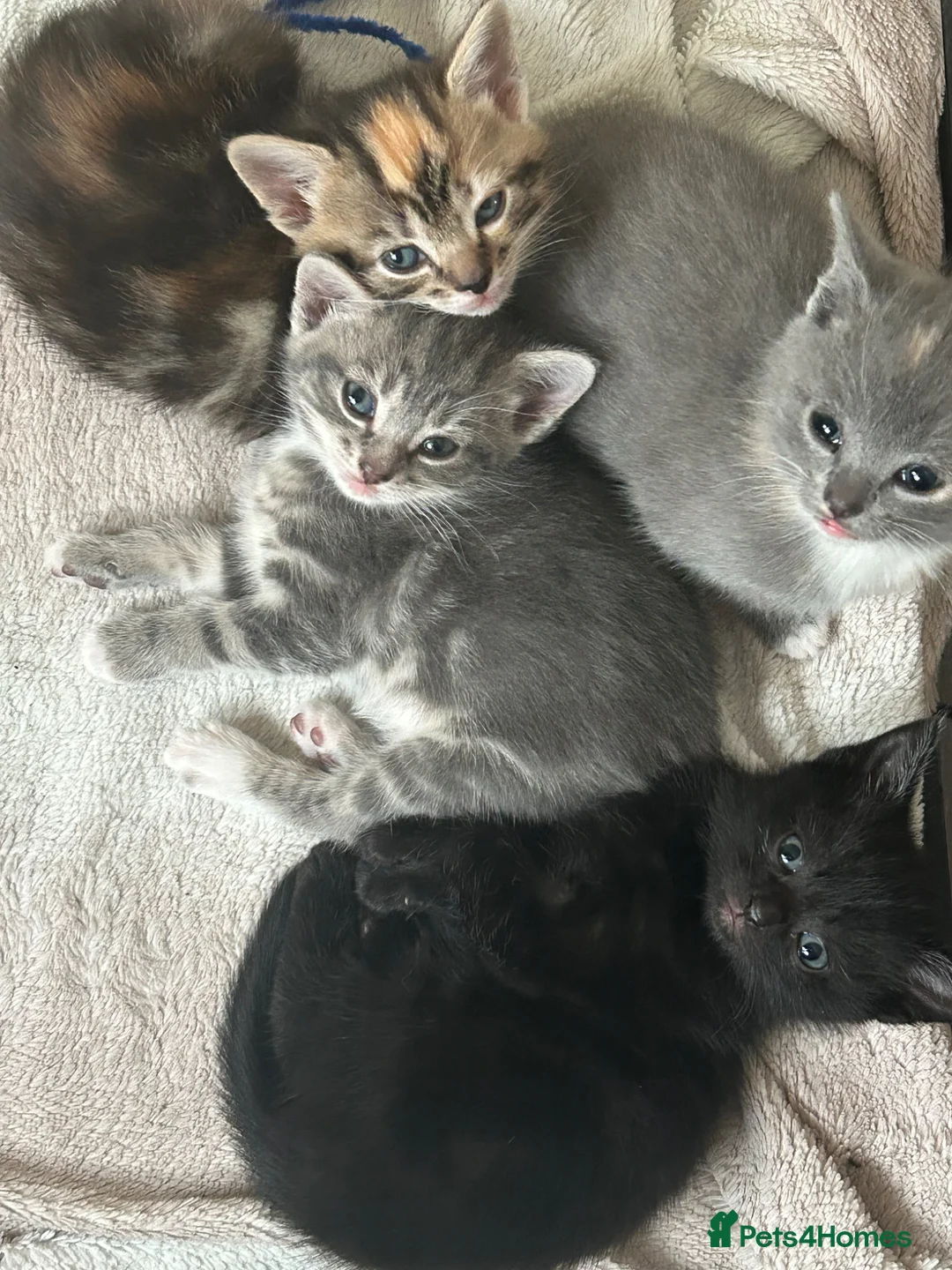 Domestic Shorthair cats for sale: 4 Beautiful Domestic Shorthair Kittens  - Advert 1