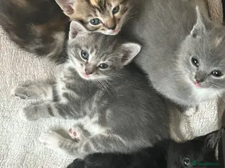 Domestic Shorthair cats 4 Beautiful Domestic Shorthair Kittens - Advert 7