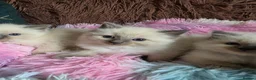 Ragdoll cats for sale: Four Stunning GCCF Registered Girls - Advert 4