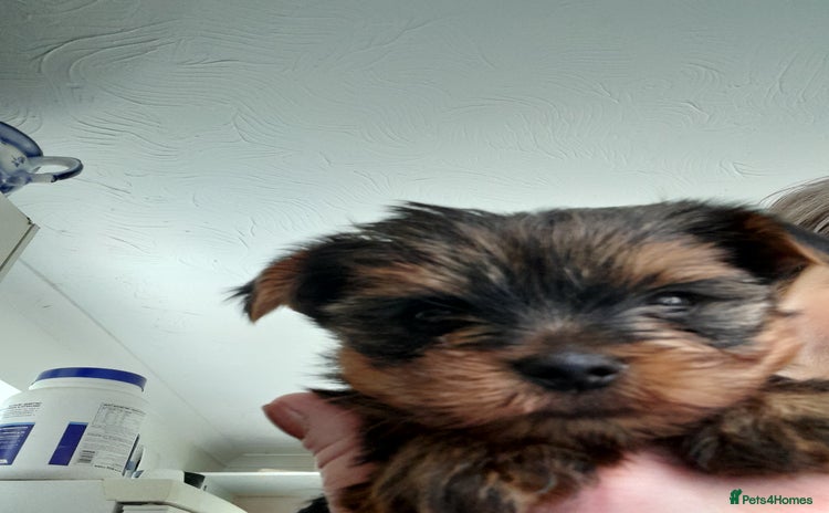 Yorkshire Terrier dogs - Advert 10