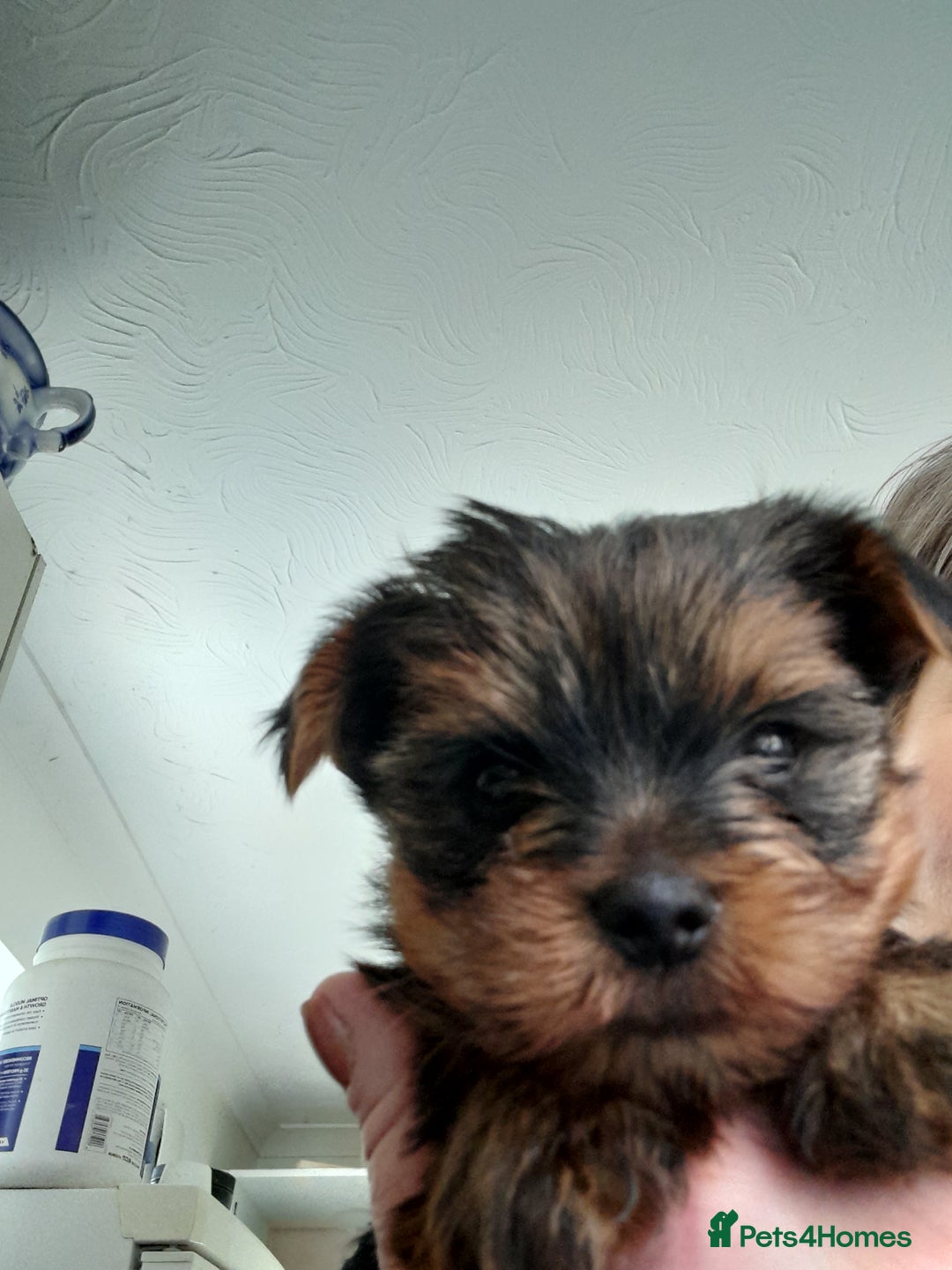 Yorkshire Terrier dogs for sale: Puppy Yorkshire terrier - Image 1