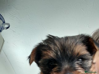 Yorkshire Terrier dogs - Advert 2