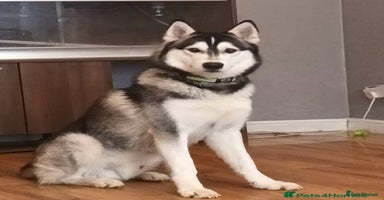 Siberian Husky dogs - Advert 1