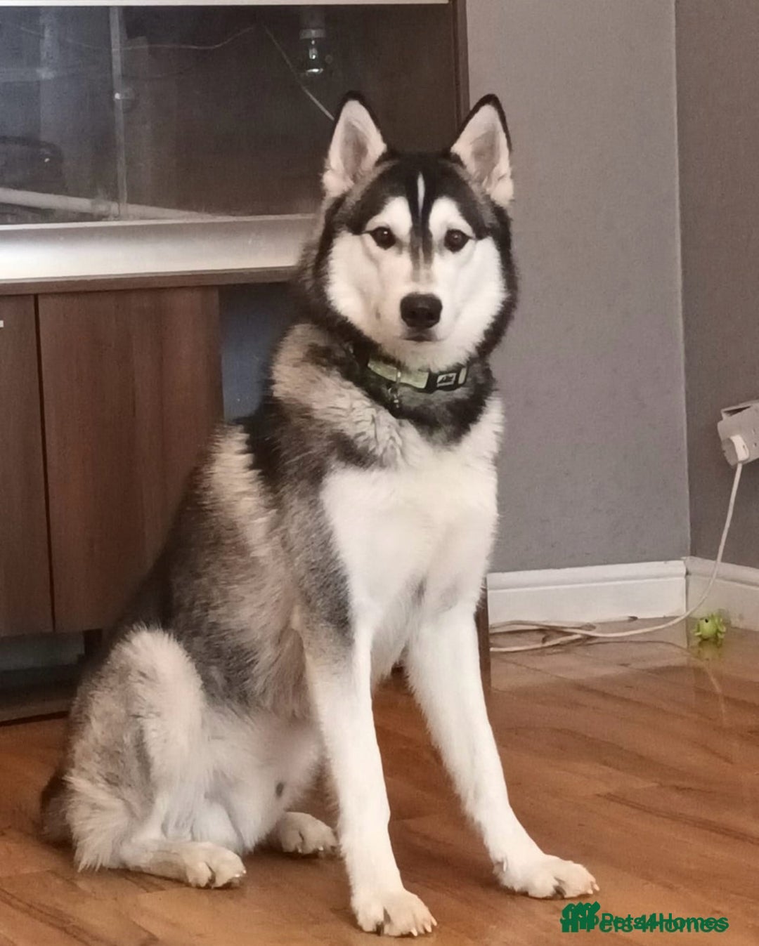 Siberian Husky dogs for sale: 🐾9 Husky Puppies Looking for Forever Homes!🐾 - Image 7