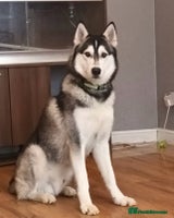 Siberian Husky dogs - Advert 1