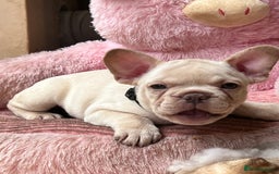 French Bulldog dogs for sale: Beautiful French Bulldog Puppies - Image 8