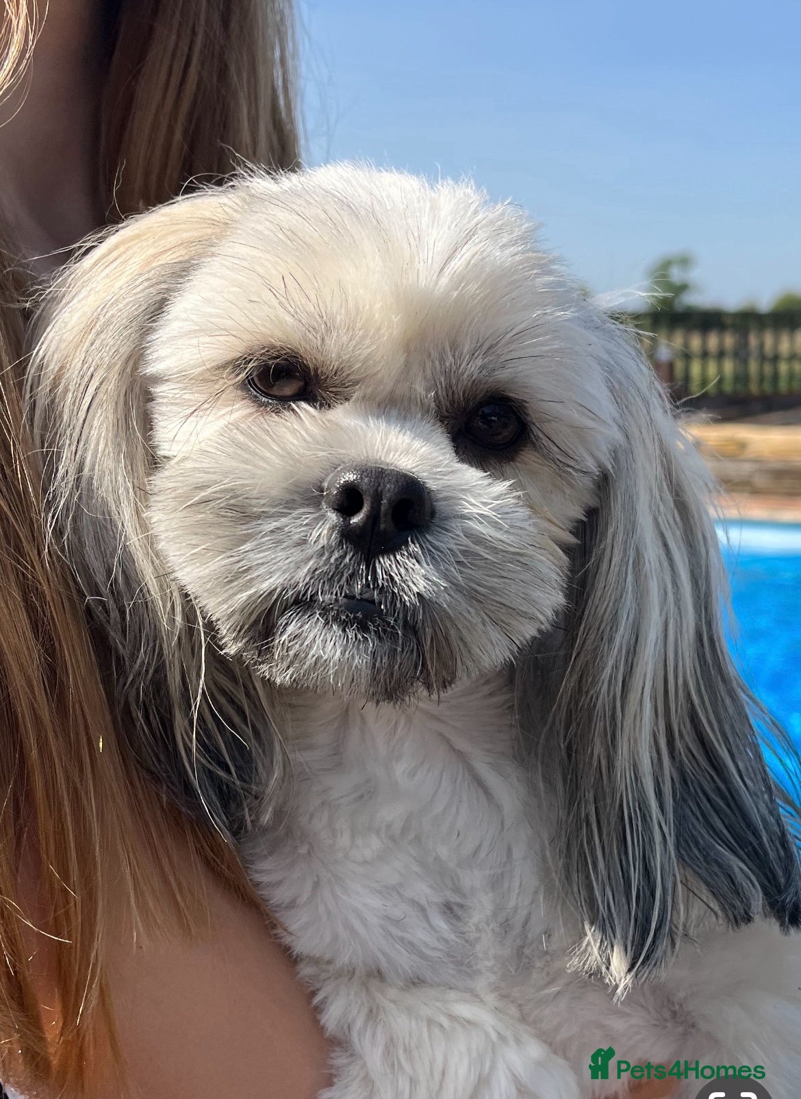 Lhasa Apso dogs KC Registered Lhasa Apso Puppies in Stratford-upon-Avon - Advert 2