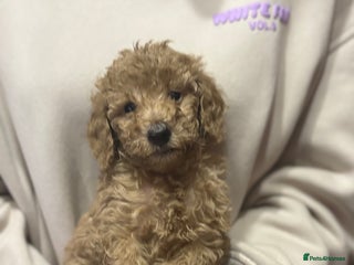 Cavapoochon dogs Cavapoochon - Advert 12