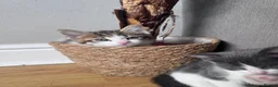 Domestic Shorthair cats for sale: 2 beautiful male kittens  - Advert 6