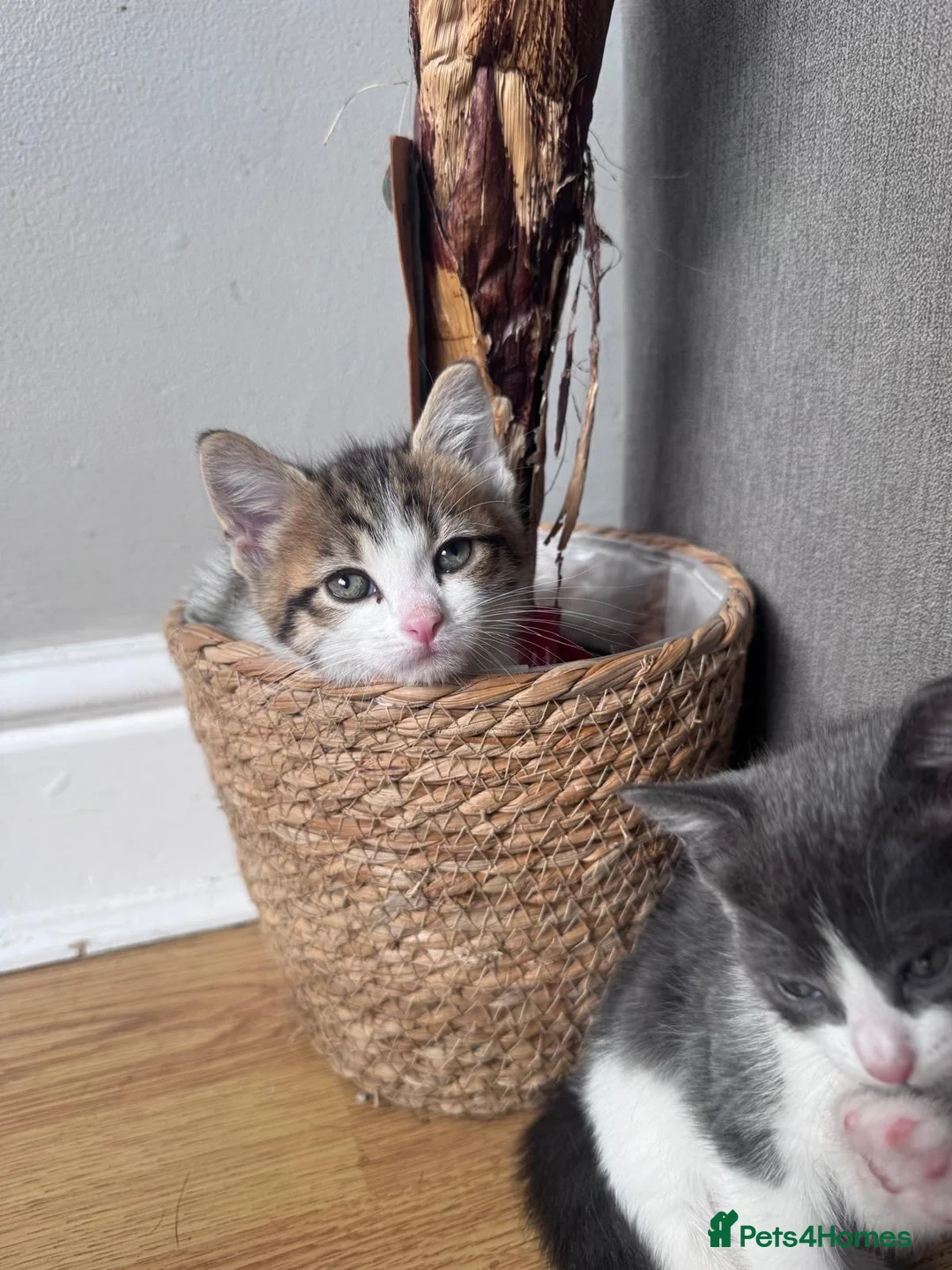 Domestic Shorthair cats for sale: 2 beautiful male kittens  - Advert 6
