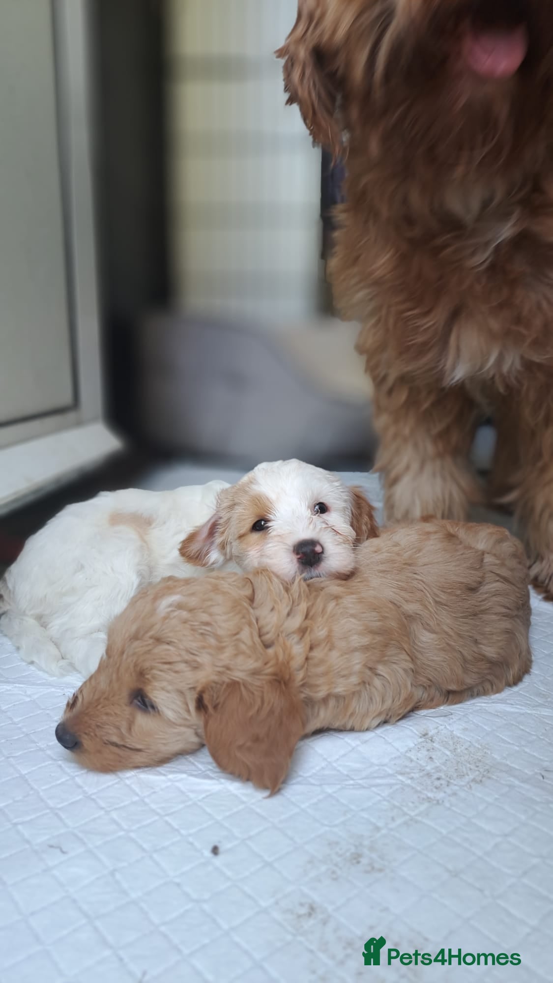 Australian Labradoodle dogs Tosha's and Rufus puppies - Advert 2