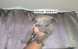 Whippet dogs for sale: CHAMPION SHOW BLOOD KC WHIPPET PUPS - Image 4