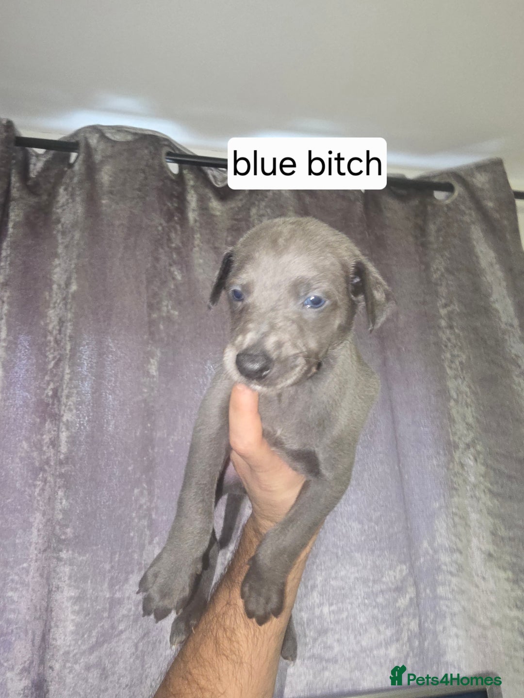 Whippet dogs for sale: CHAMPION SHOW BLOOD KC WHIPPET PUPS - Image 4