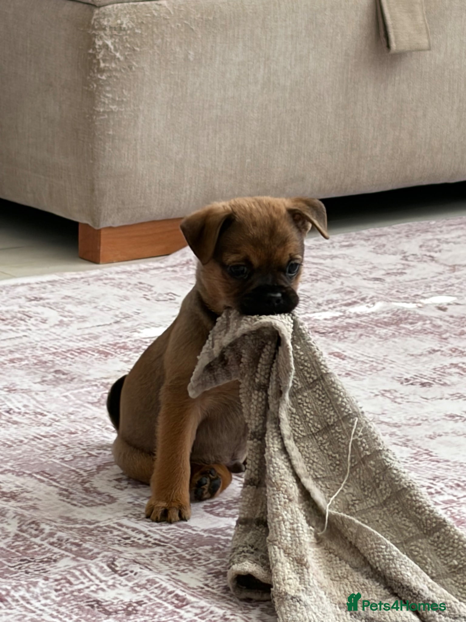 Mixed Breed dogs Adorable Patterpug Puppies! - Advert 2