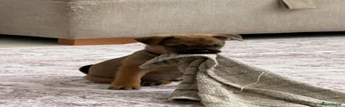 Mixed Breed Puppy 3