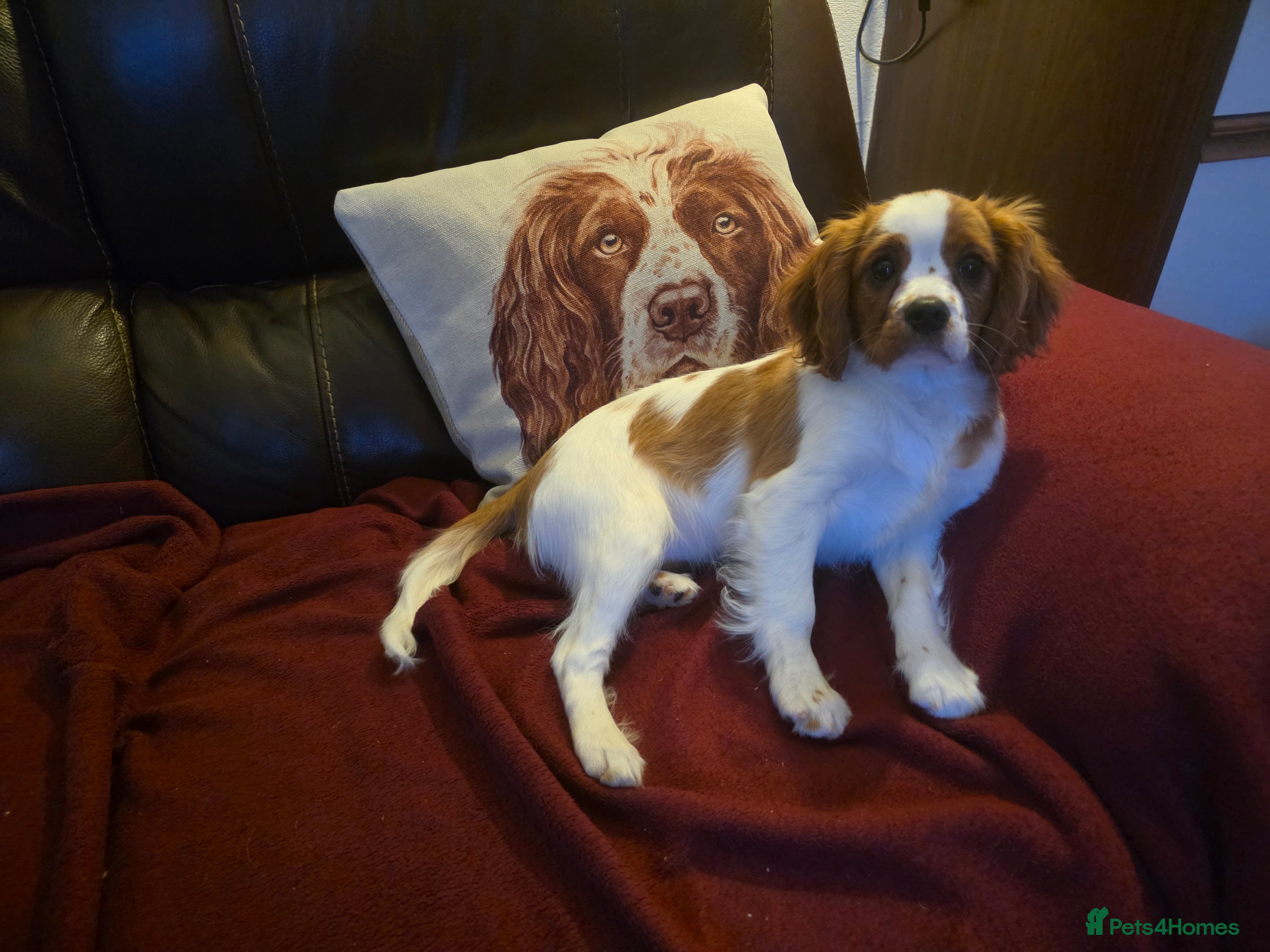 Cavalier King Charles Spaniel dogs KC Reg Cavalier King Charles pups Fully Vaccinated - Advert 3