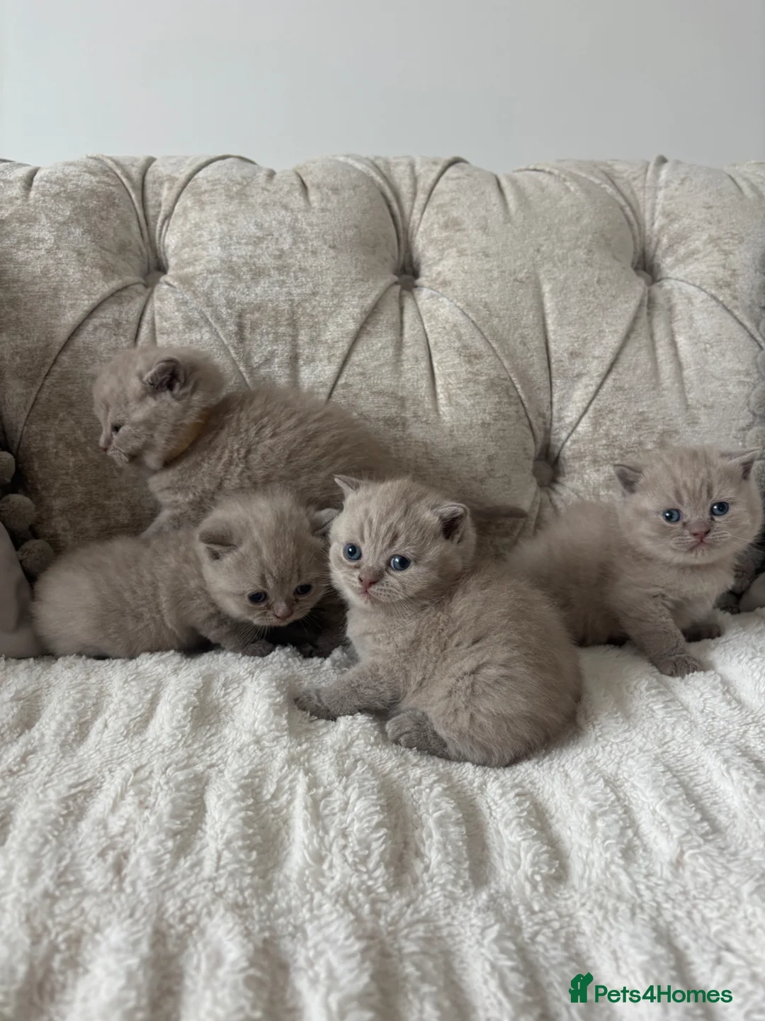 British Shorthair cats for sale: Stunning Lilac BSH kittens GCCF  - Advert 2