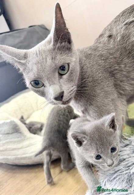 Russian Blue cats PURE BREED Russian Blue Kittens READY NOW! - Advert 4