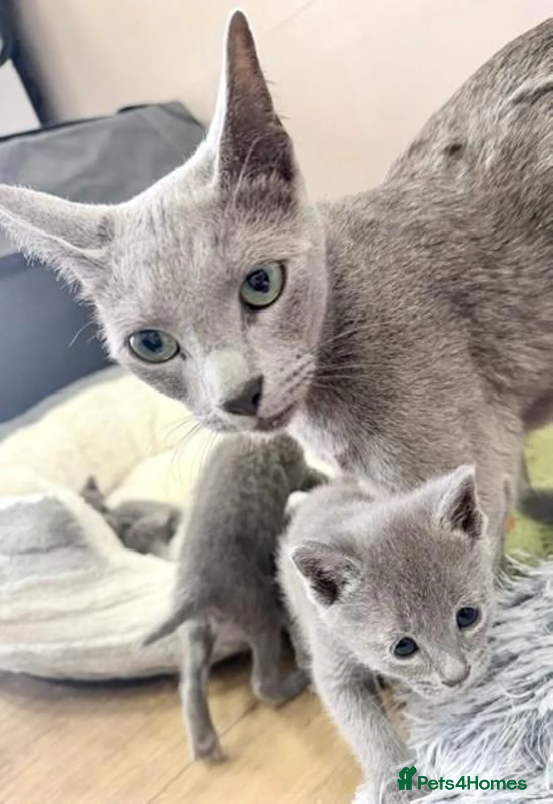 Russian Blue cats for sale: PURE BREED Russian Blue Kittens READY NOW! - Advert 1