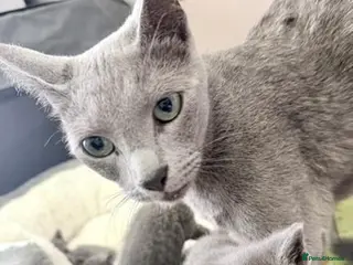 Russian Blue cats PURE BREED Russian Blue Kittens READY NOW! - Advert 1