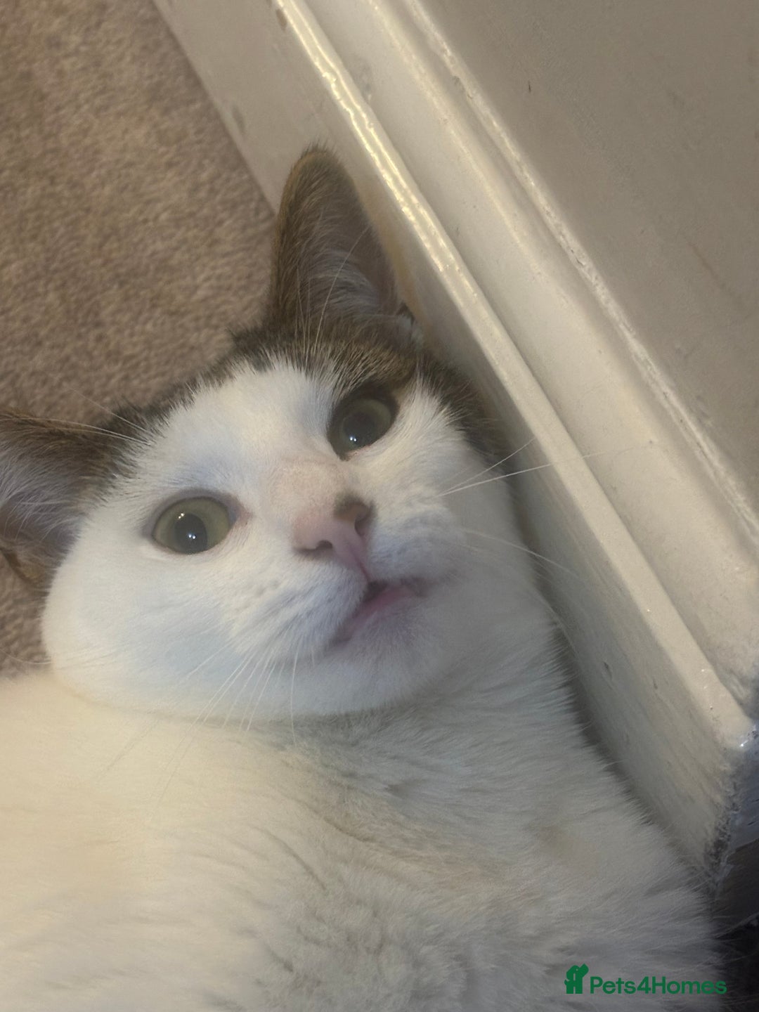 American Shorthair cats for sale: American short hair for sale  - Advert 4