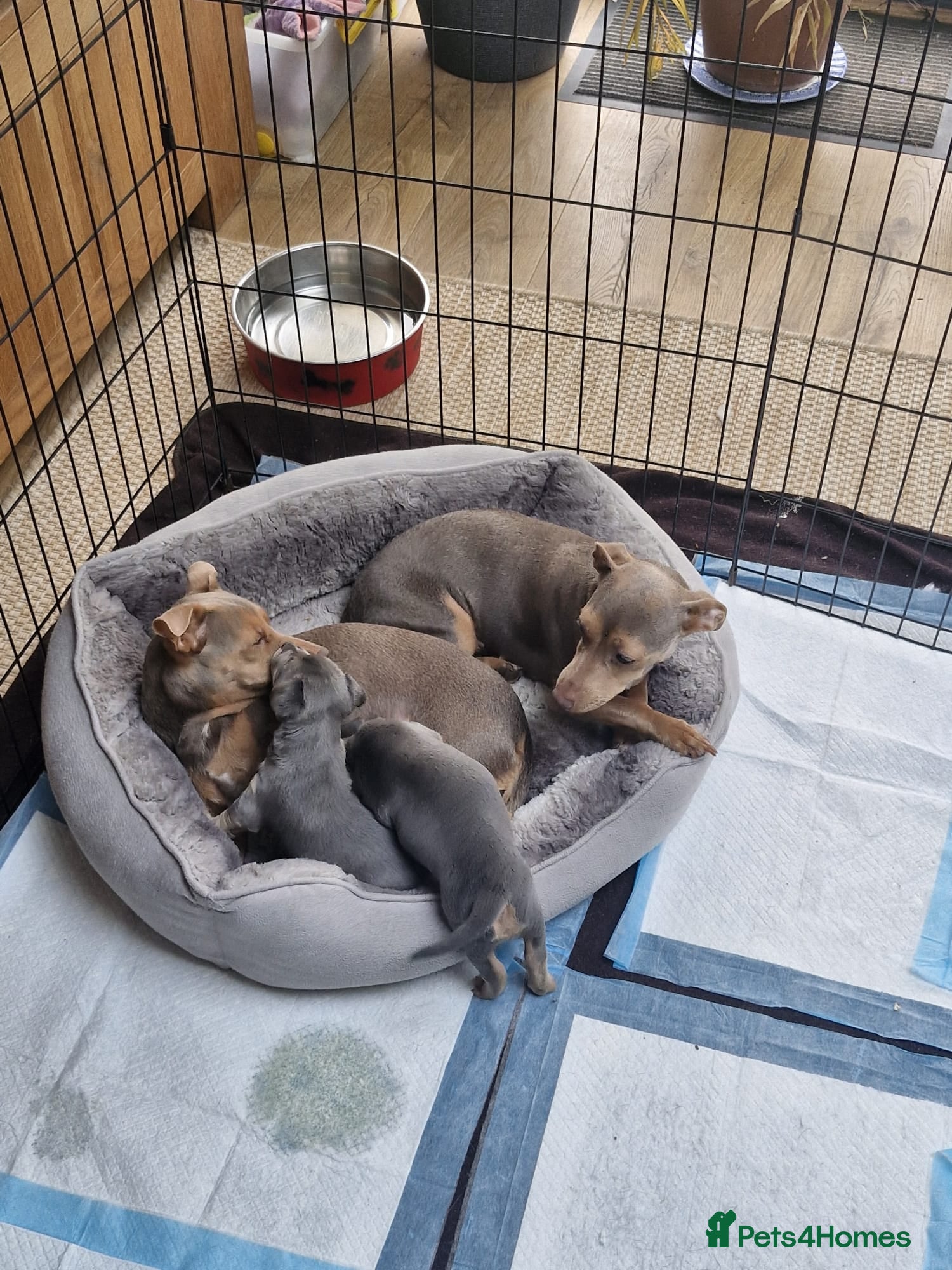 Jack Russell dogs for sale: Beautiful Lilac/Blue & Tan miniature wenlock puppy - Advert 1