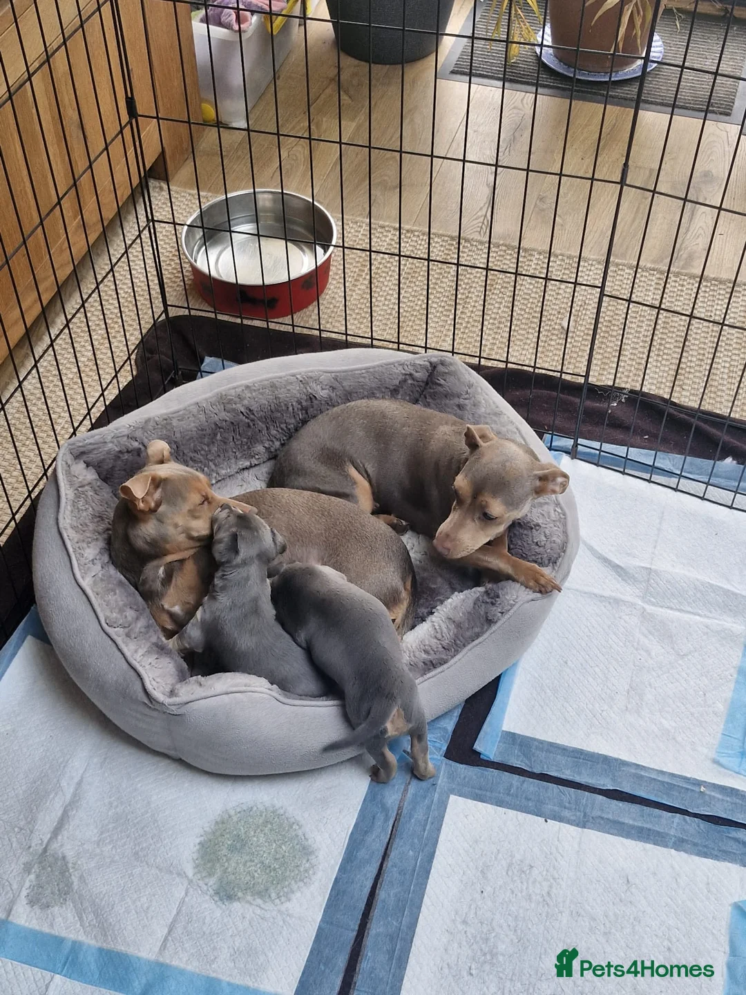 Jack Russell dogs for sale: Beautiful Lilac/Blue & Tan miniature wenlock puppy in Southend-on-Sea - Advert 1